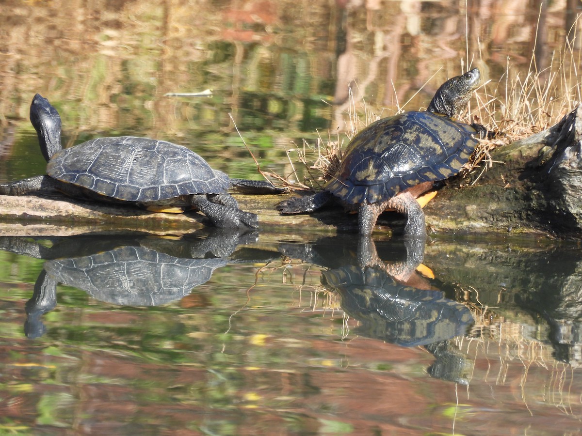 Animals - ML645689430