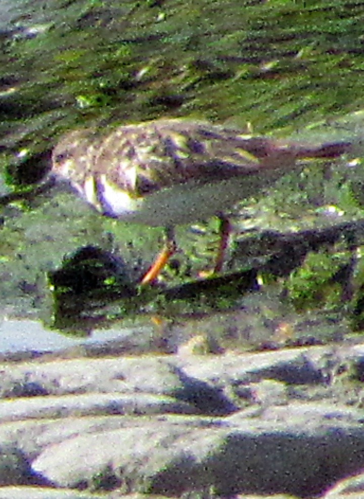 Ruddy Turnstone - ML645689438