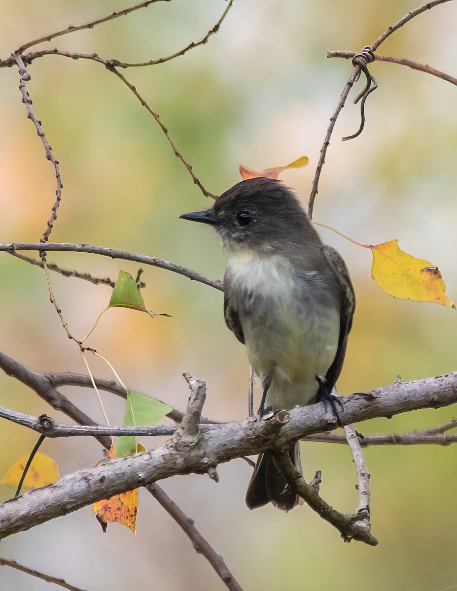 Eastern Phoebe - ML645689453