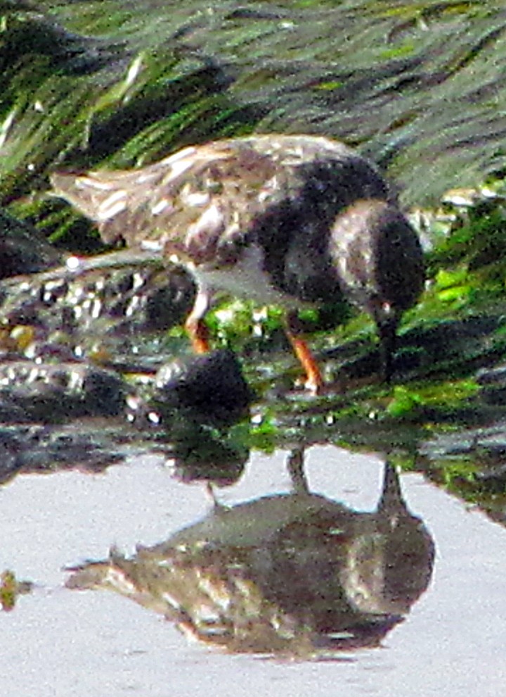 Ruddy Turnstone - ML645689454