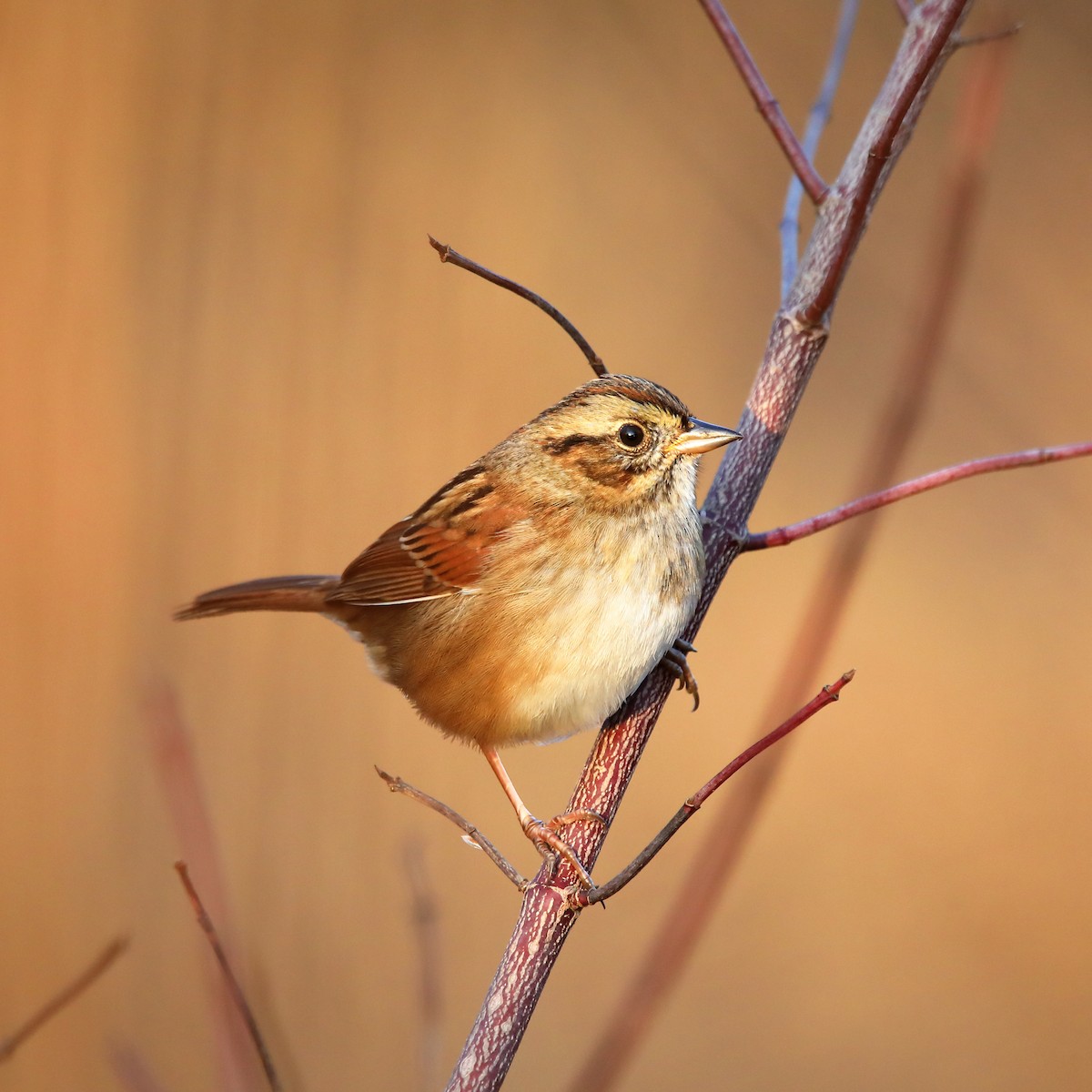 Swamp Sparrow - ML645689463