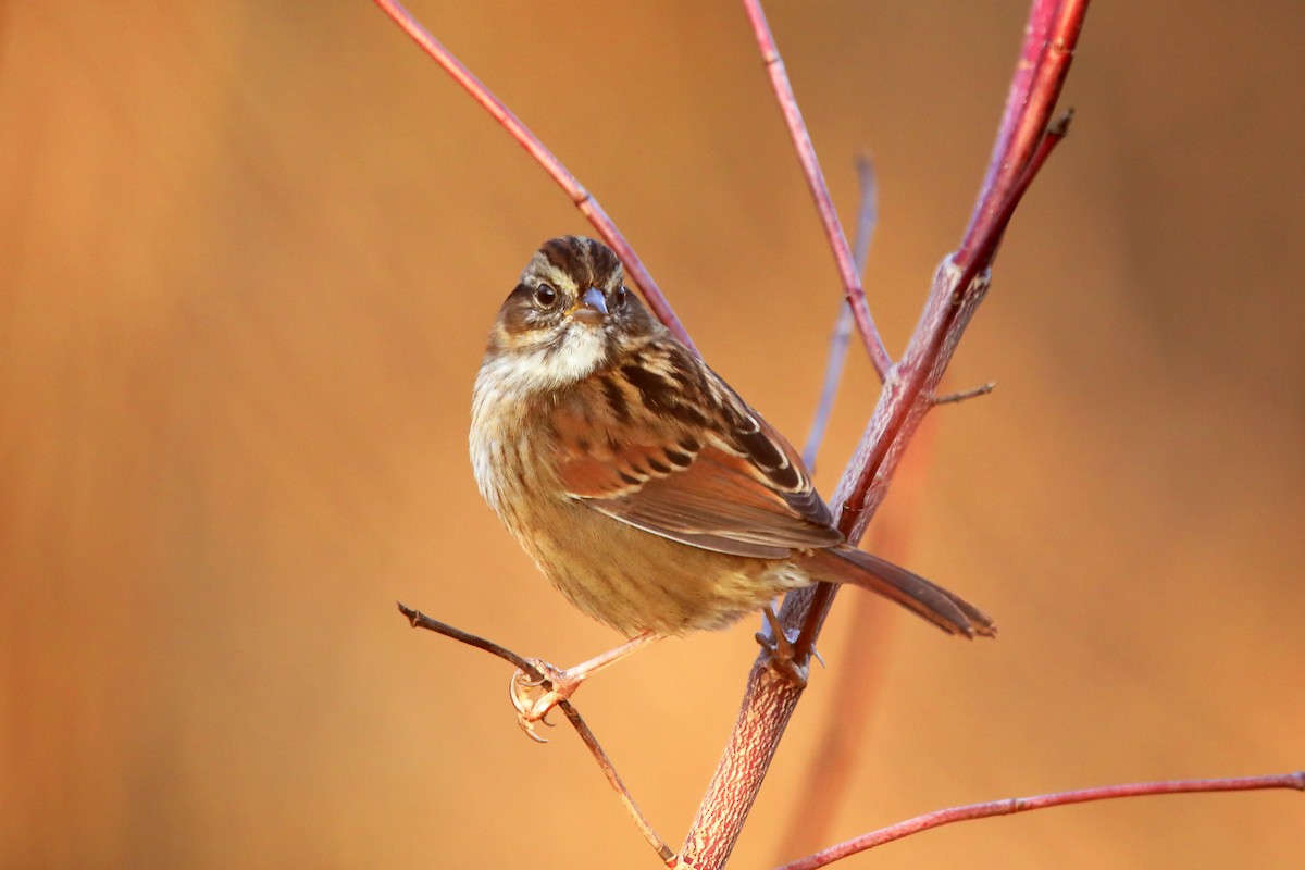 Swamp Sparrow - ML645689464