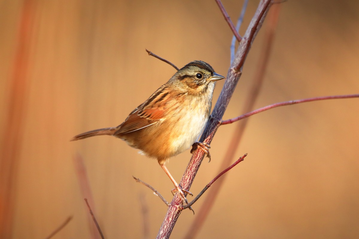 Swamp Sparrow - ML645689465