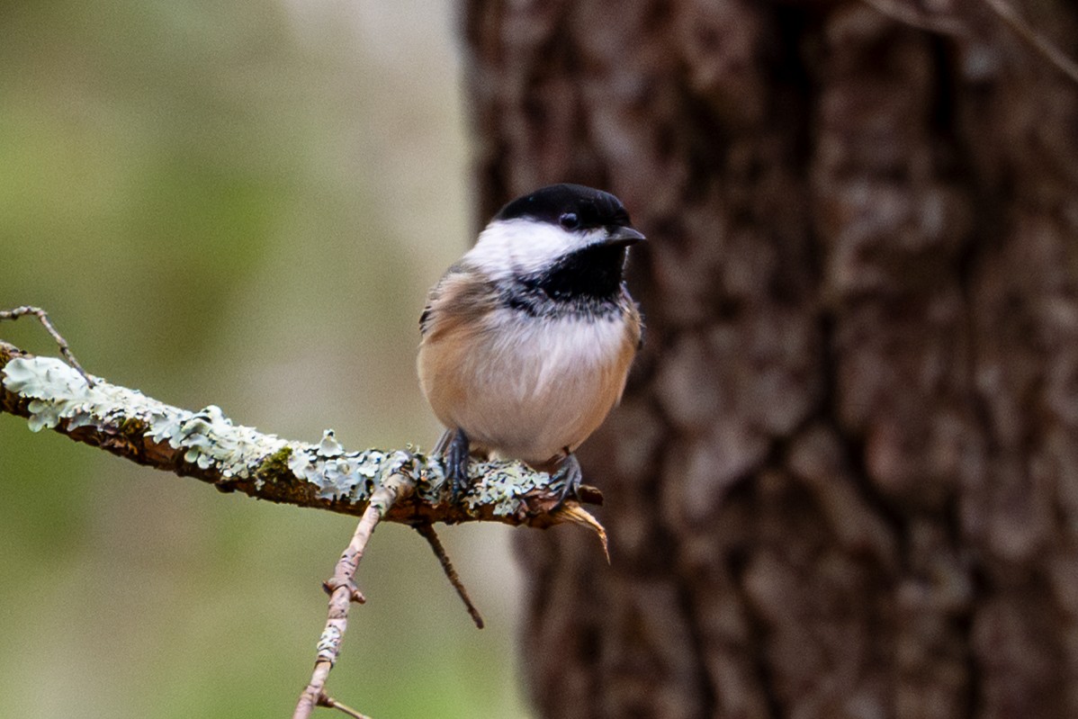 Black-capped Chickadee - ML645689472