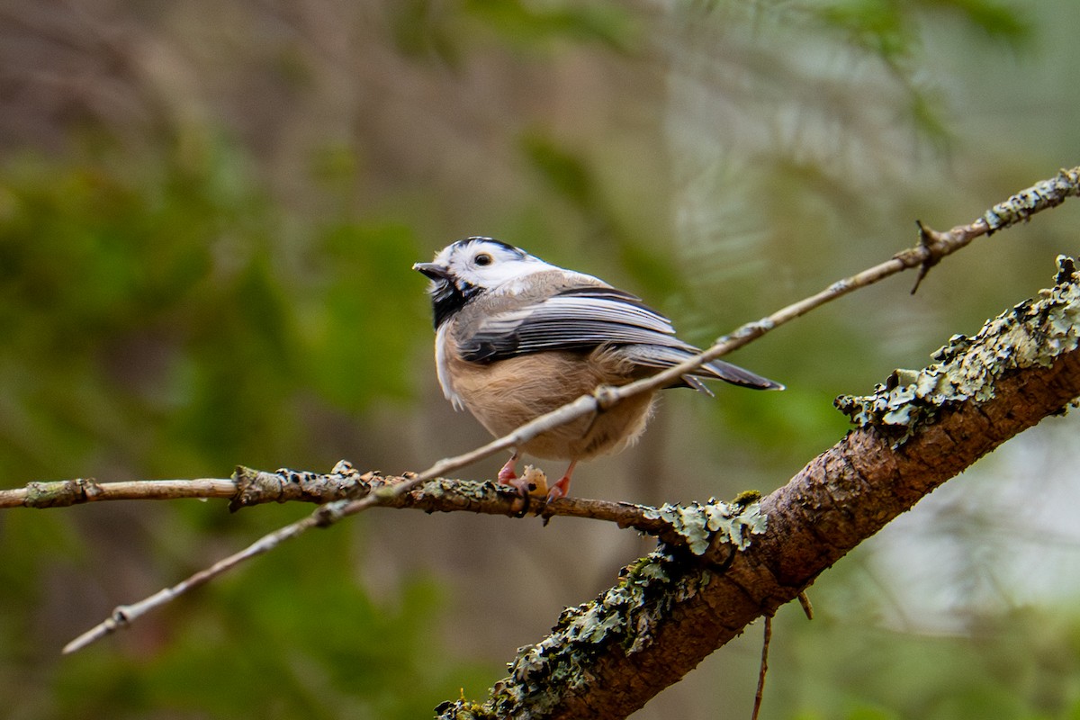 Black-capped Chickadee - ML645689474