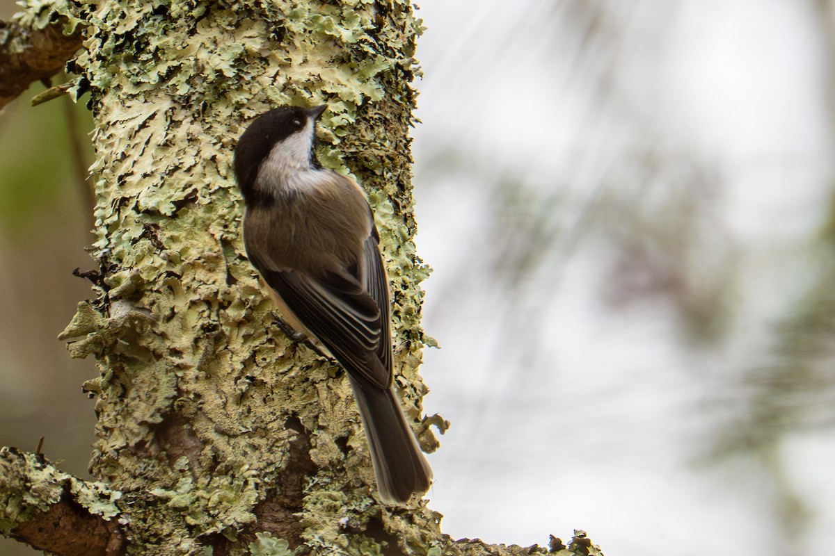 Black-capped Chickadee - ML645689475