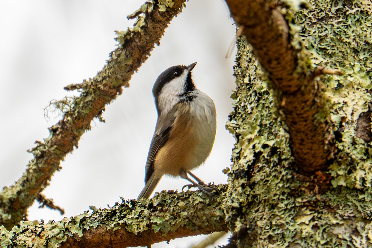 Black-capped Chickadee - ML645689476