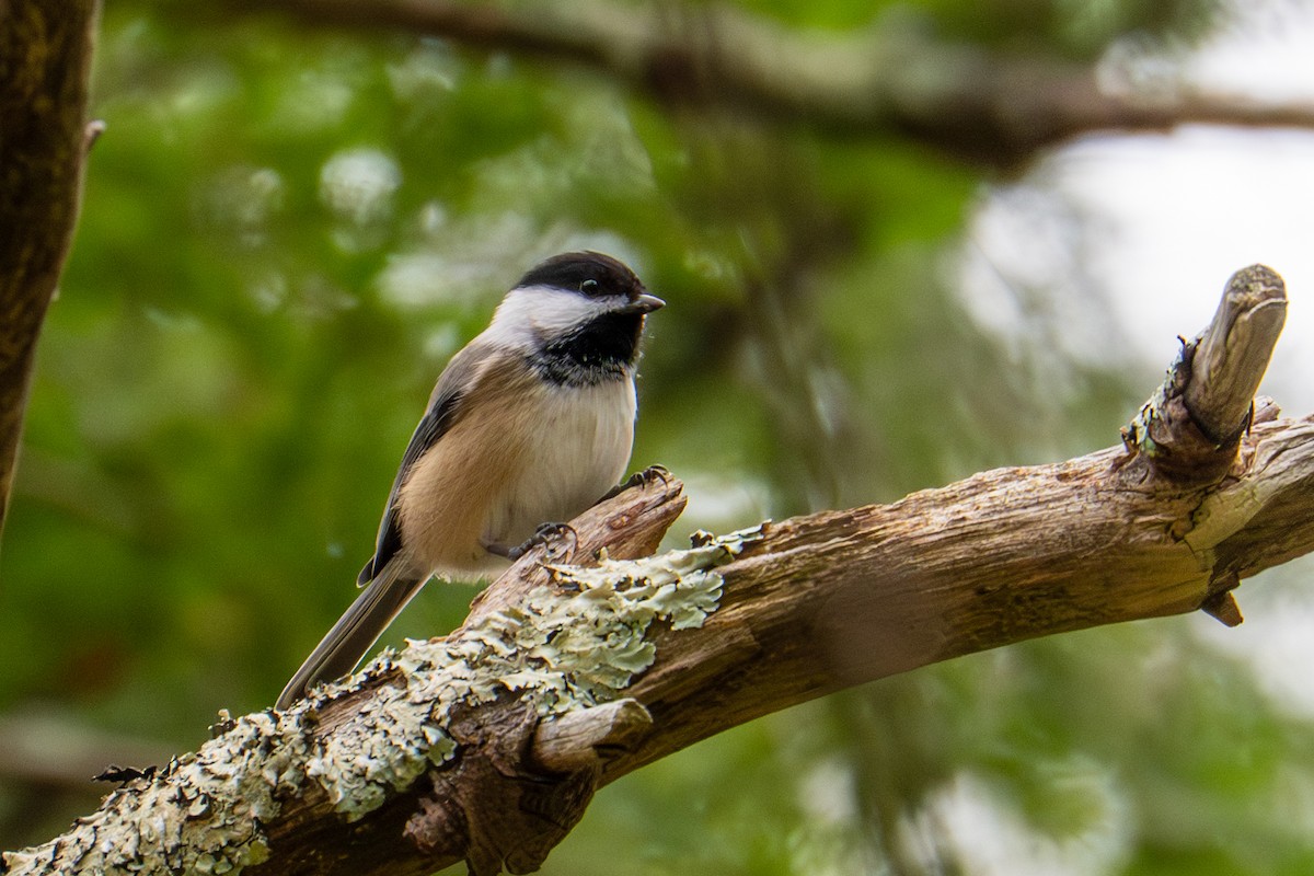 Black-capped Chickadee - ML645689477