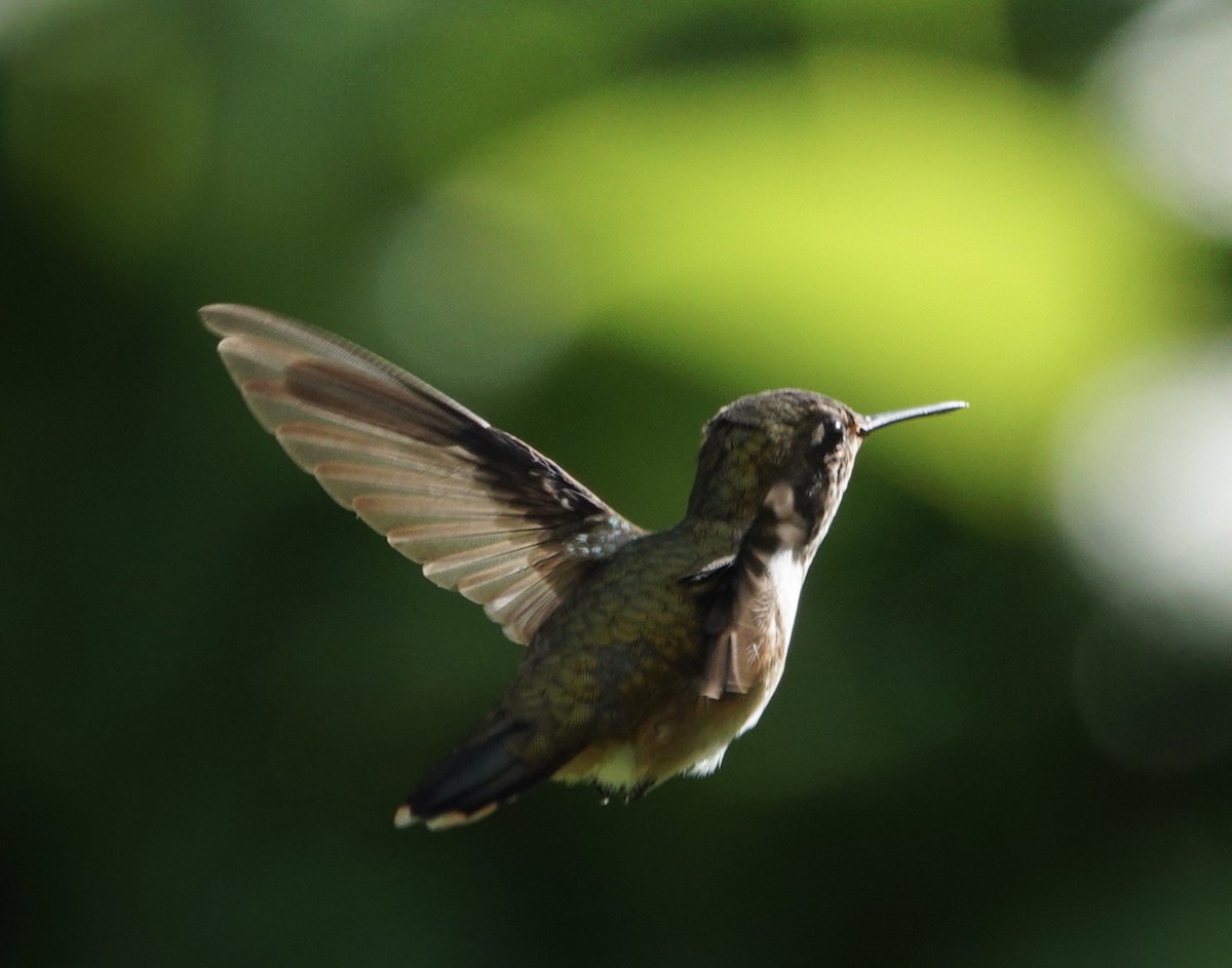 Volcano Hummingbird - ML645689480
