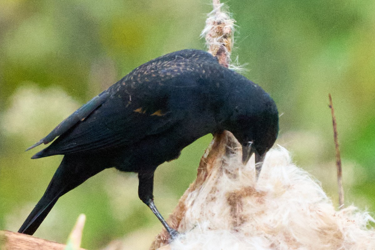 Red-winged Blackbird - ML645689481