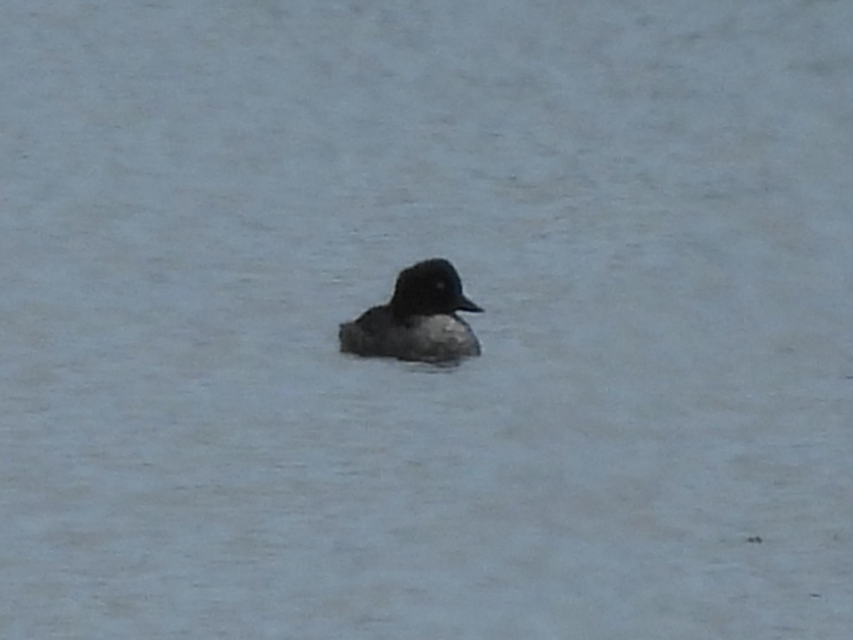 鵲鴨 - ML645689488