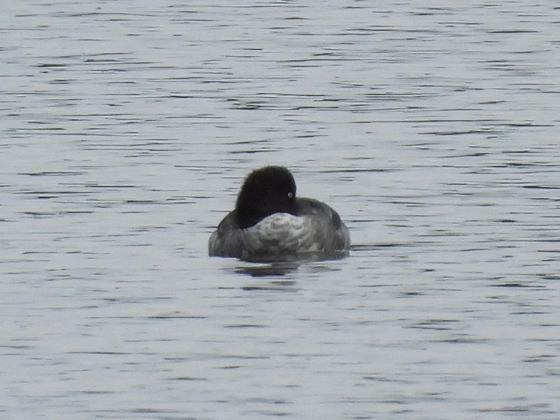 鵲鴨 - ML645689489