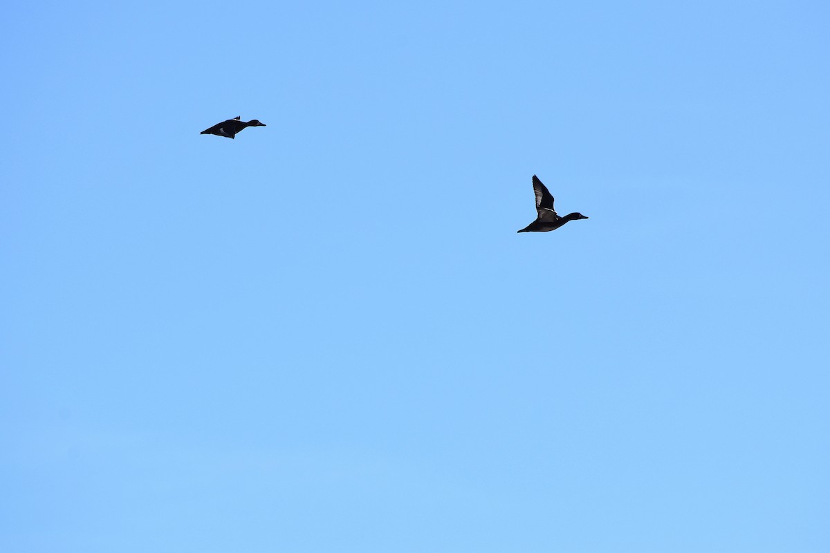 Lesser Scaup - ML645689507