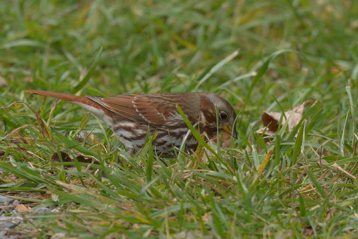 Fox Sparrow - ML645689509