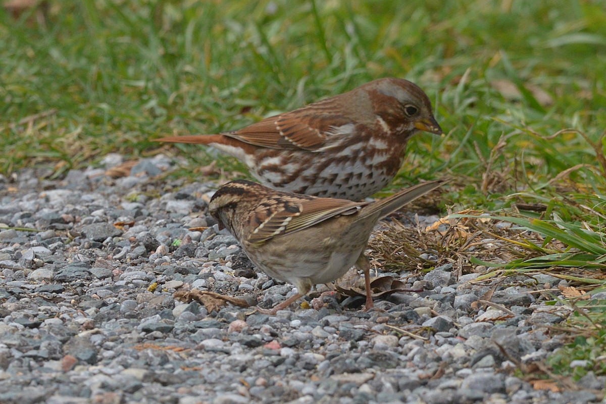 Fox Sparrow - ML645689510
