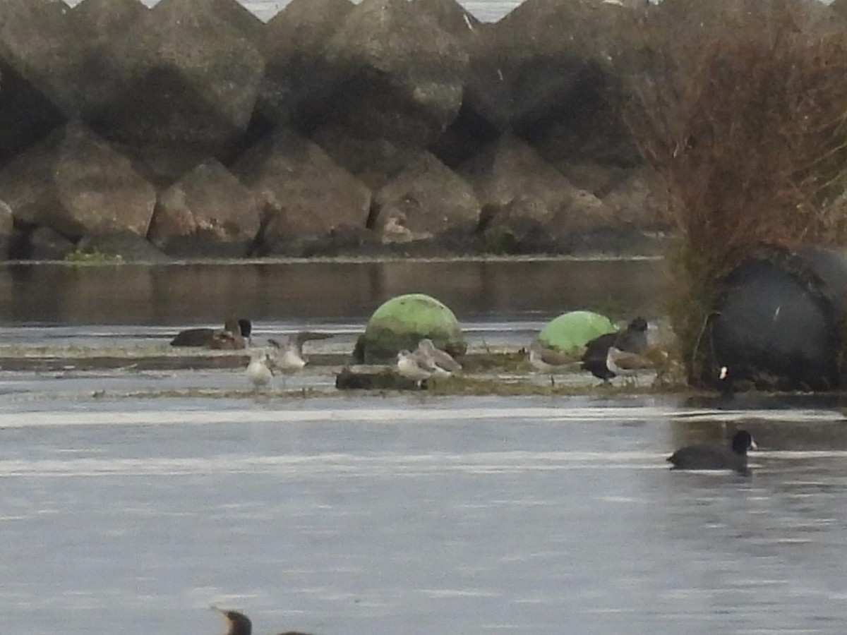 Common Greenshank - ML645689514