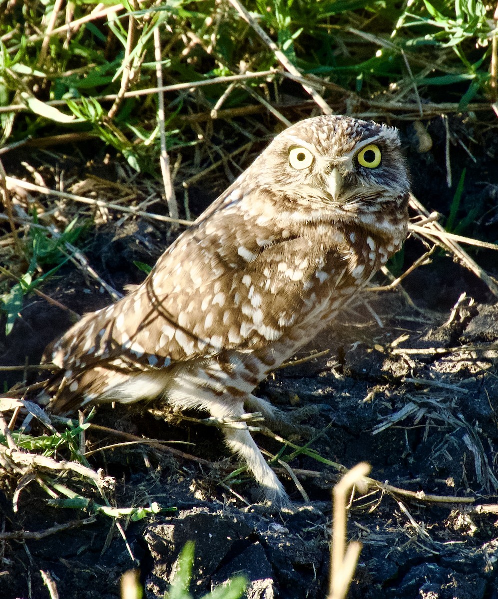 Burrowing Owl - ML645689518