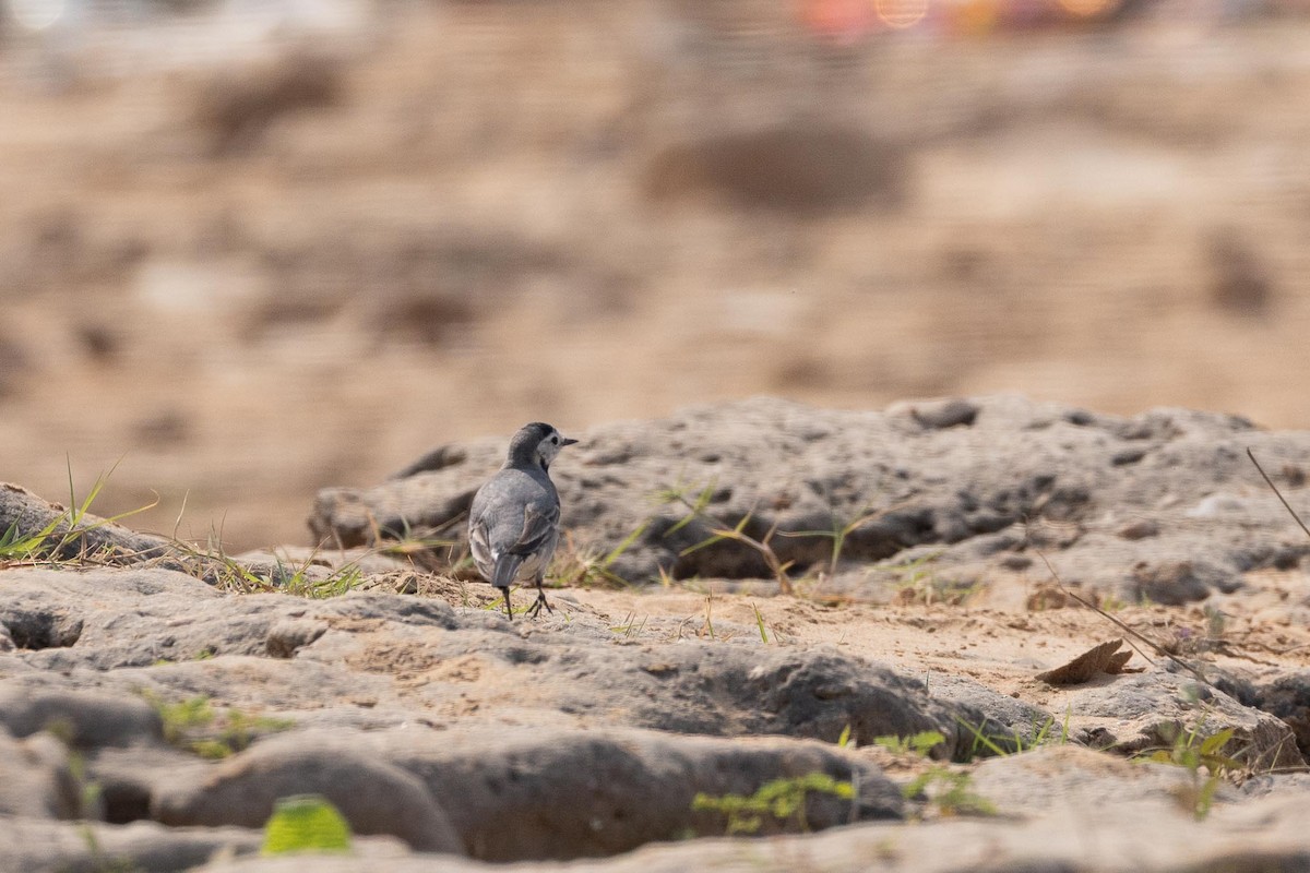 Lavandera Blanca (Euroasiática/Lago Baikal) - ML645689539