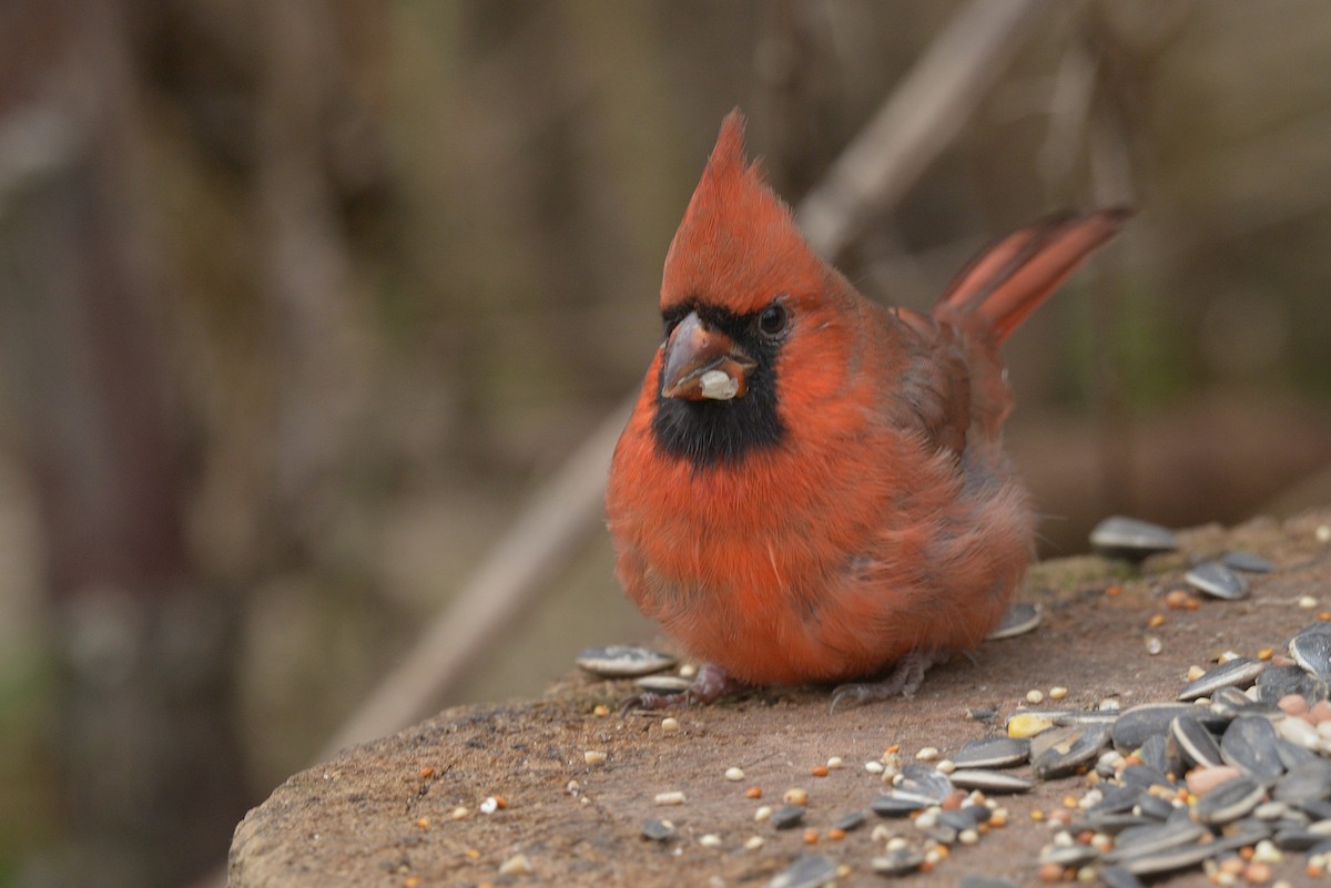 Northern Cardinal - ML645689551