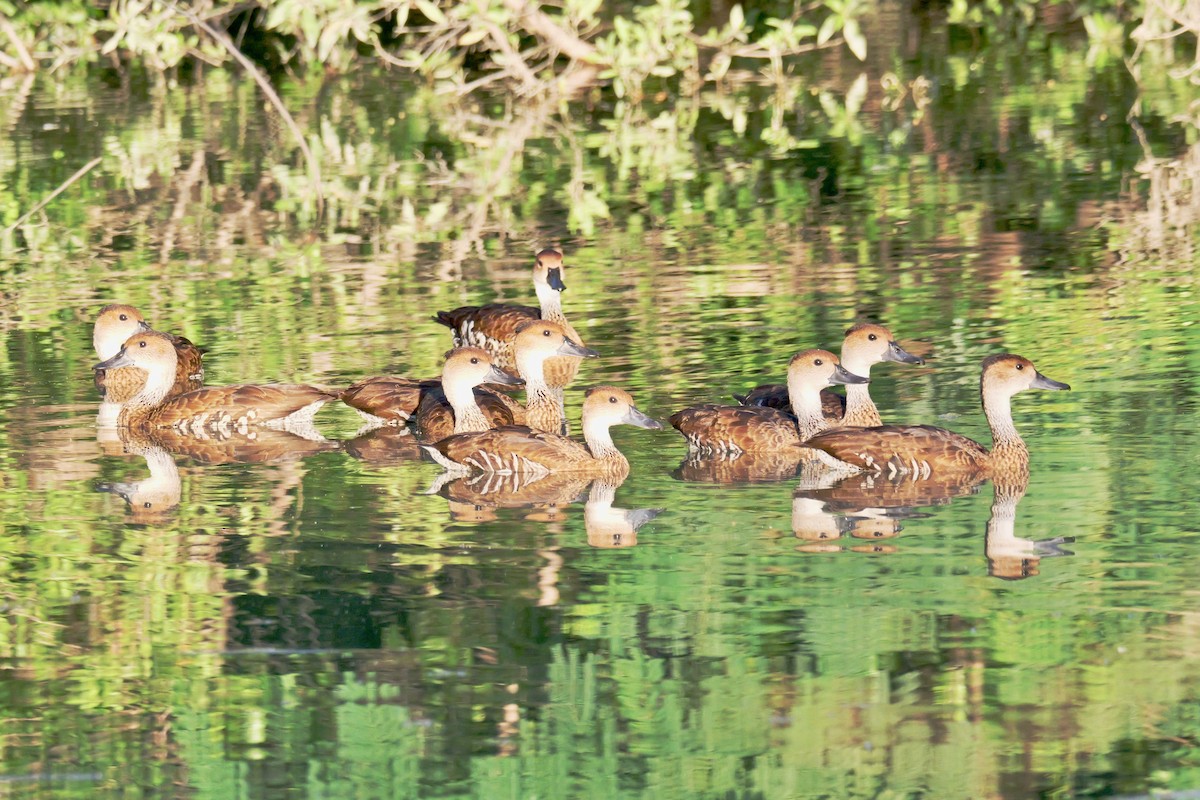 West Indian Whistling-Duck - ML645689553