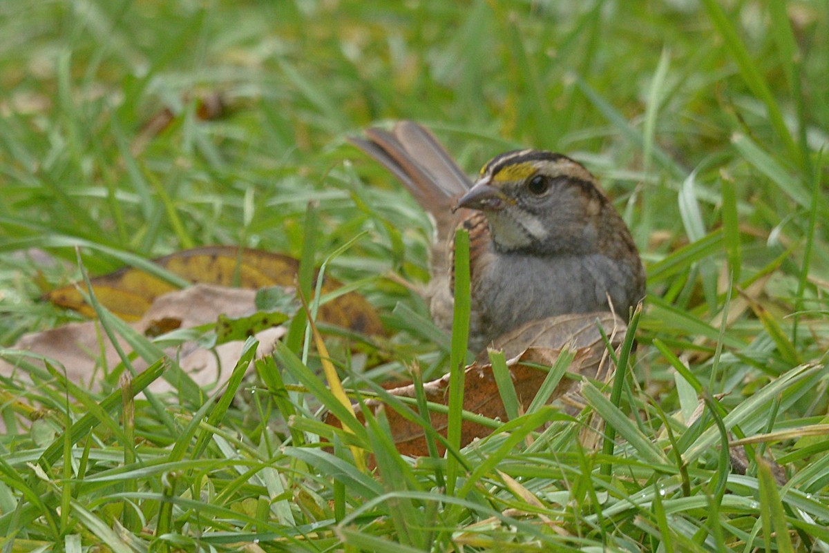White-throated Sparrow - ML645689568