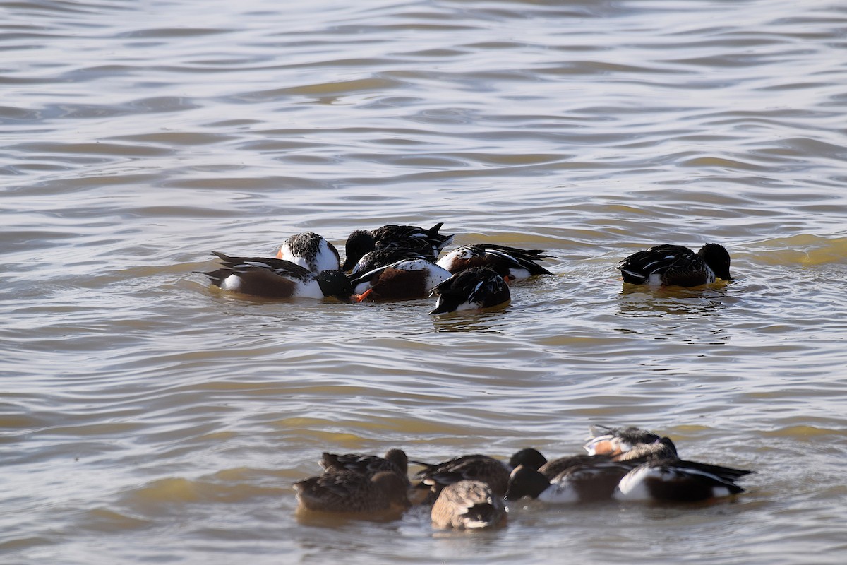 Northern Shoveler - ML645689576