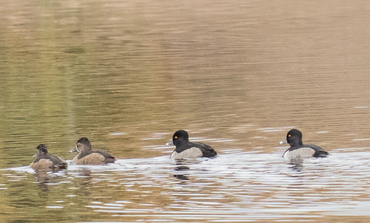 Ring-necked Duck - ML645689592