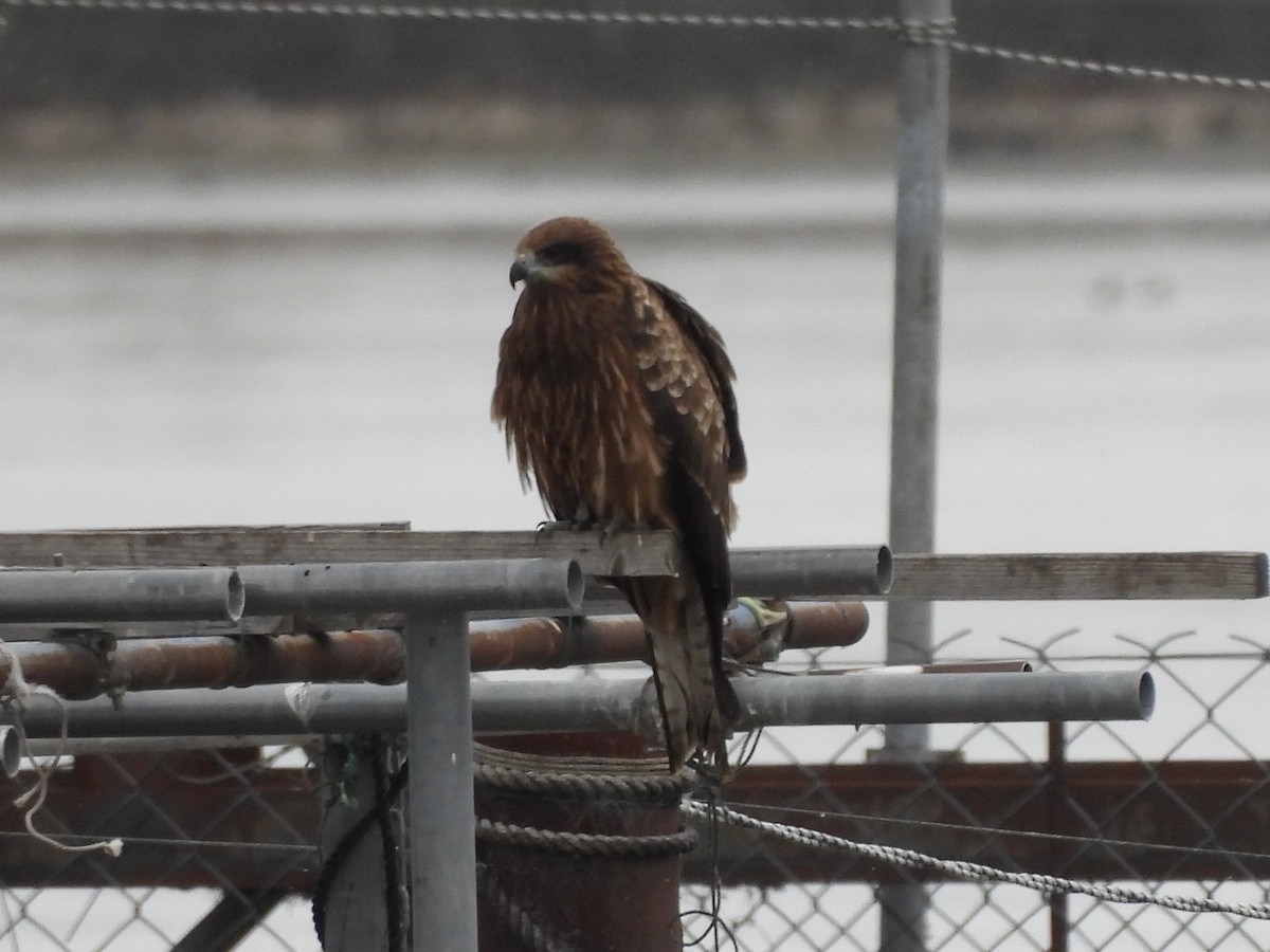 黑鳶 - ML645689595