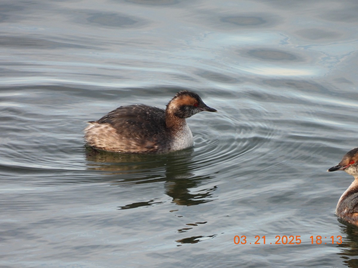 potápka žlutorohá - ML645689599