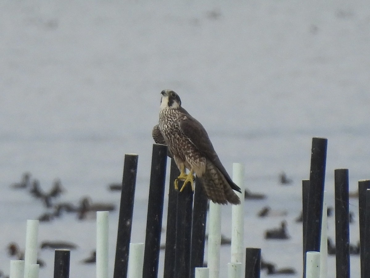 遊隼 - ML645689602