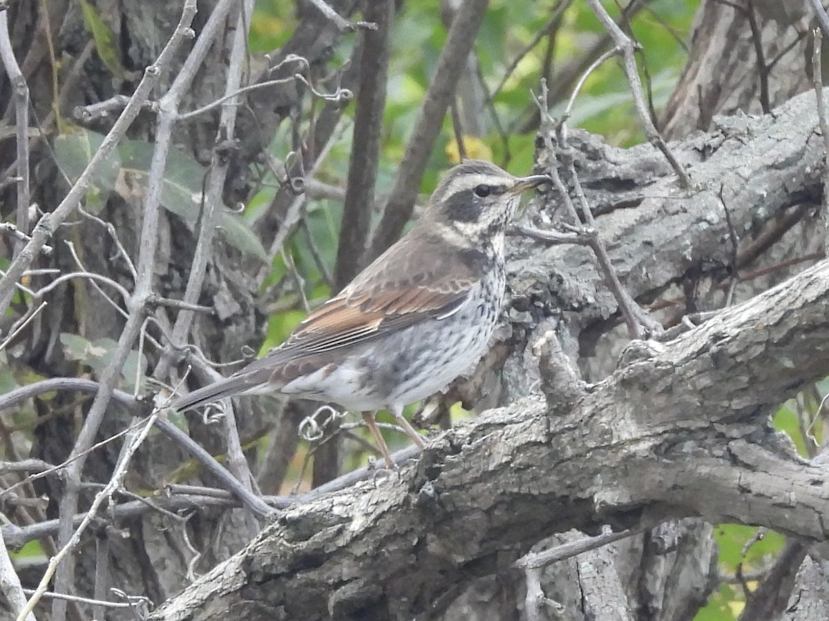 斑點鶇 - ML645689610