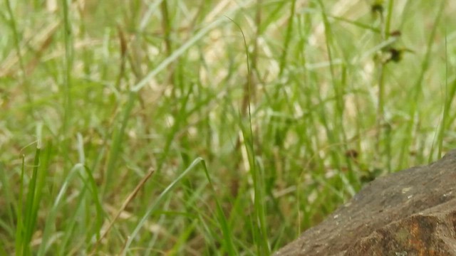 ציפור שיר בלתי-מזוהה - ML645689612