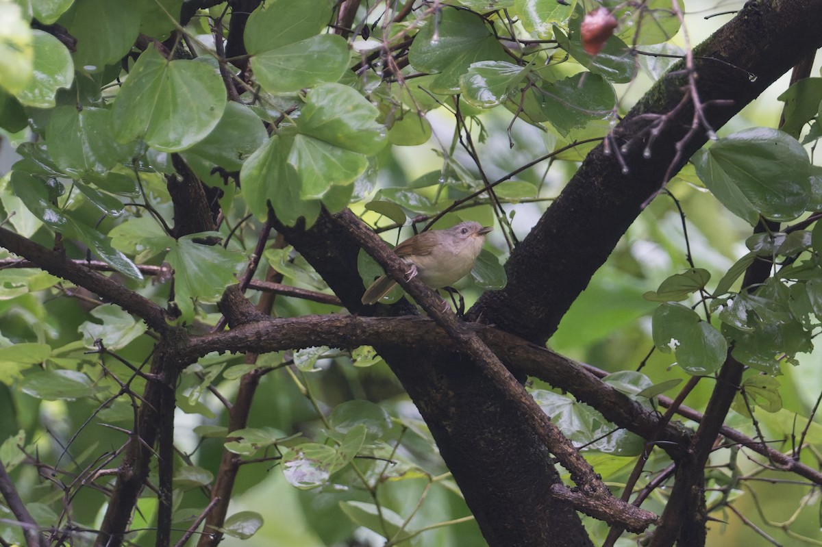 Brown-cheeked Fulvetta - ML645689615
