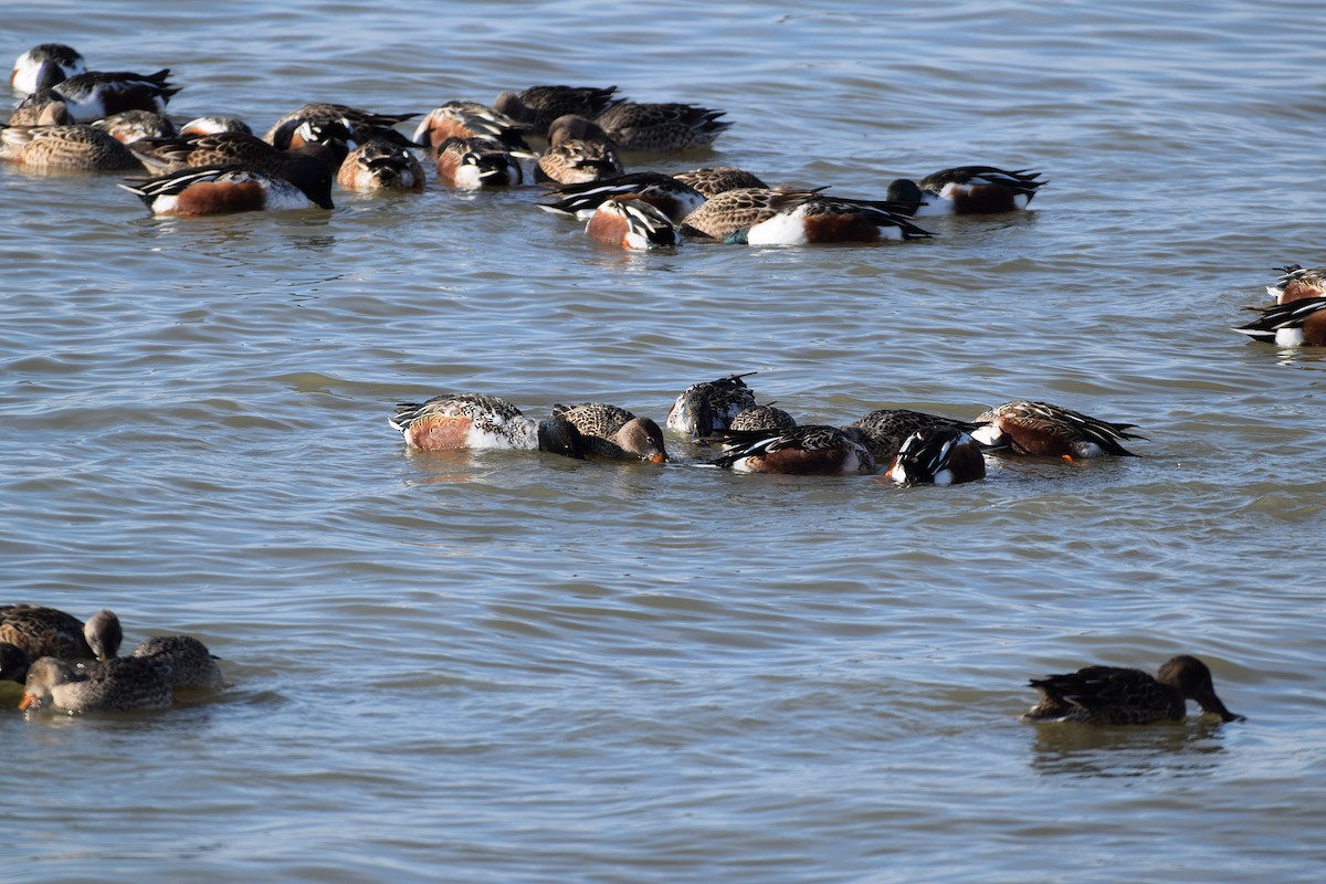 Northern Shoveler - ML645689616
