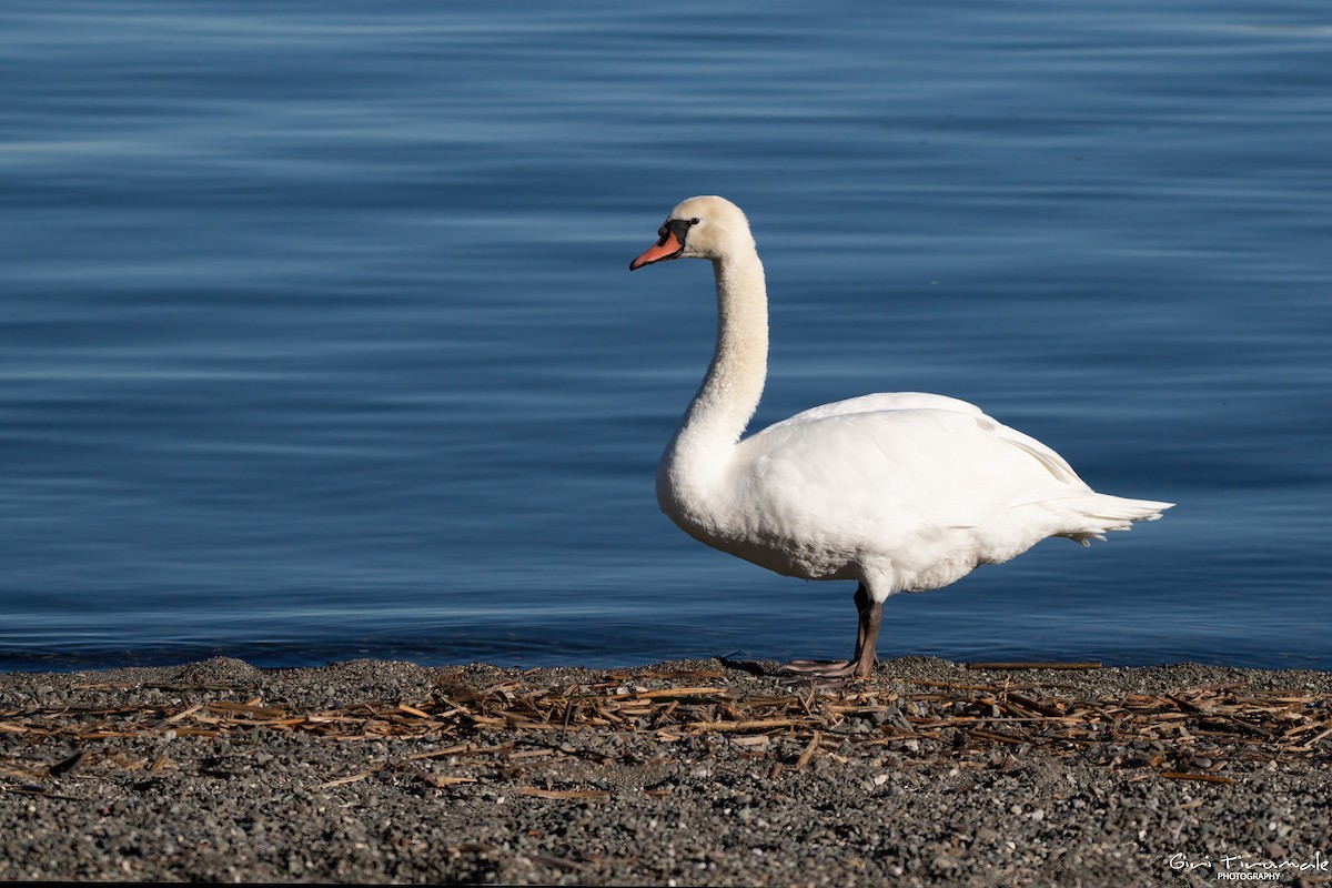 Mute Swan - ML645689617