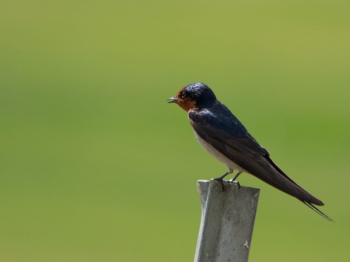 Welcome Swallow - ML645689618