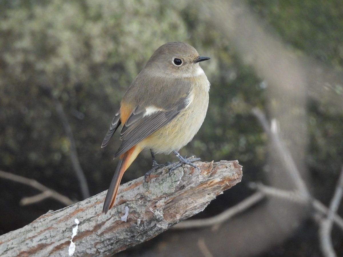 黃尾鴝 - ML645689621