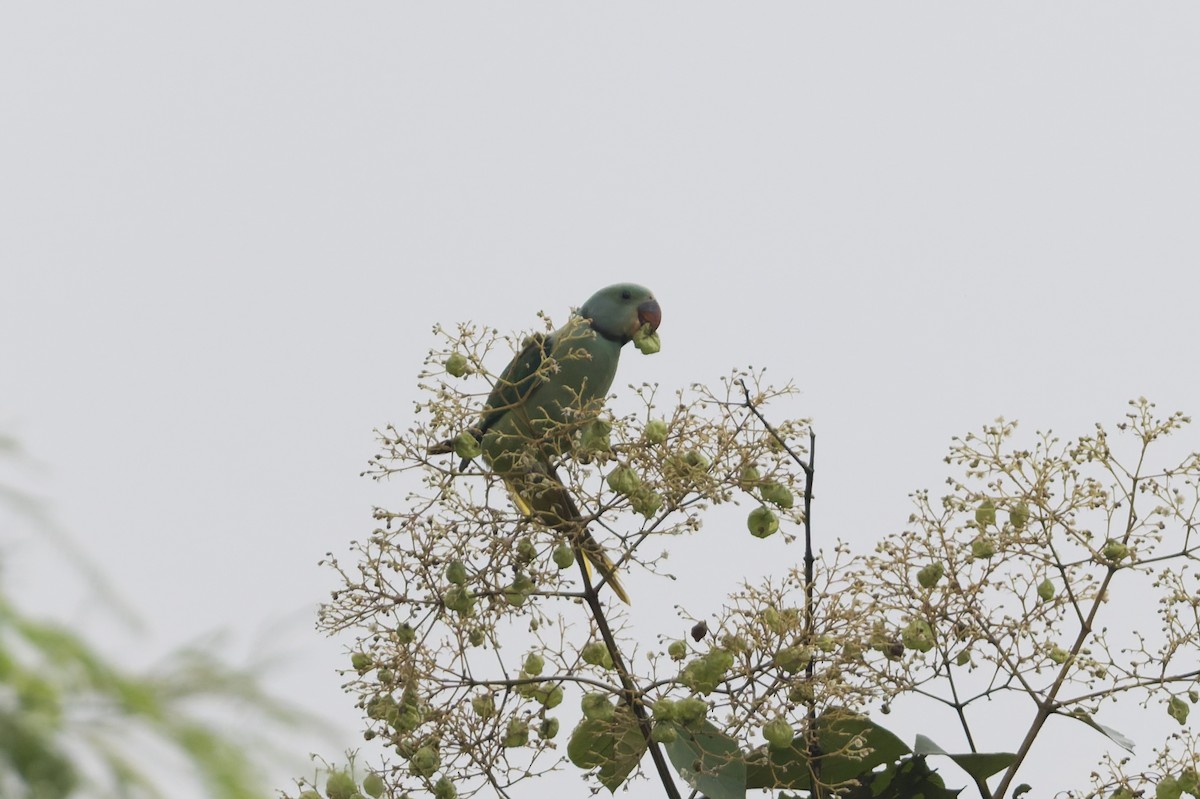 Malabar Parakeet - ML645689622