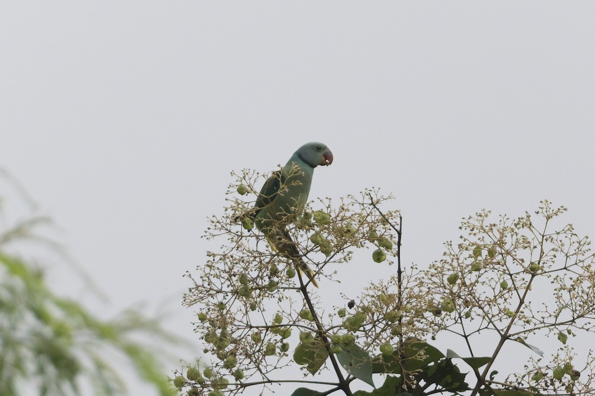 Malabar Parakeet - ML645689623