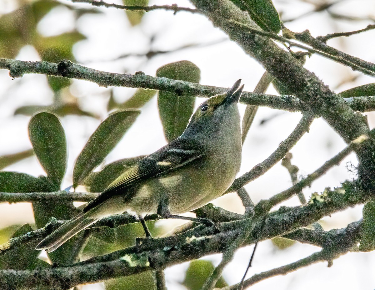 White-eyed Vireo - ML645689624