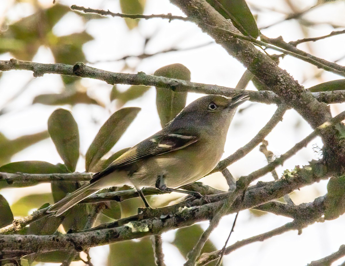 White-eyed Vireo - ML645689627