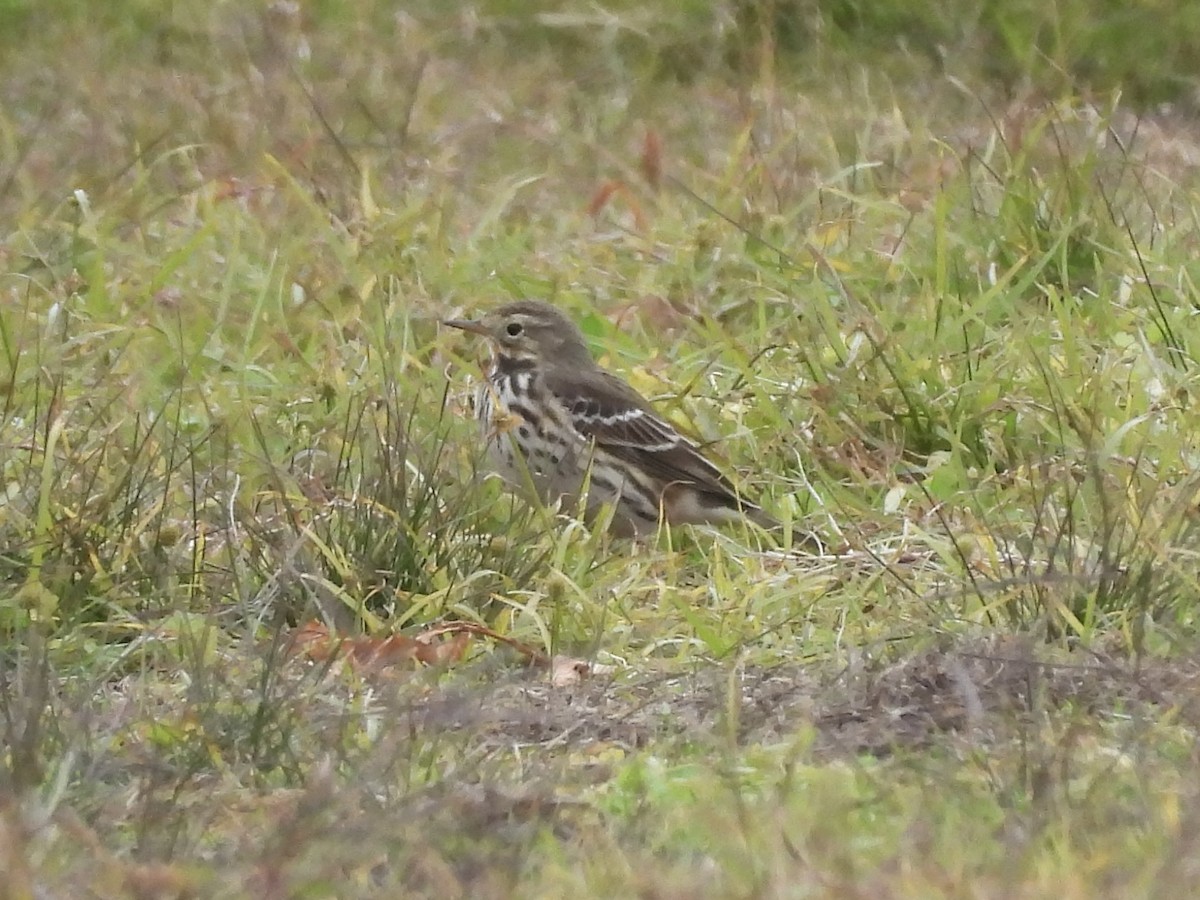 黃腹鷚 - ML645689647