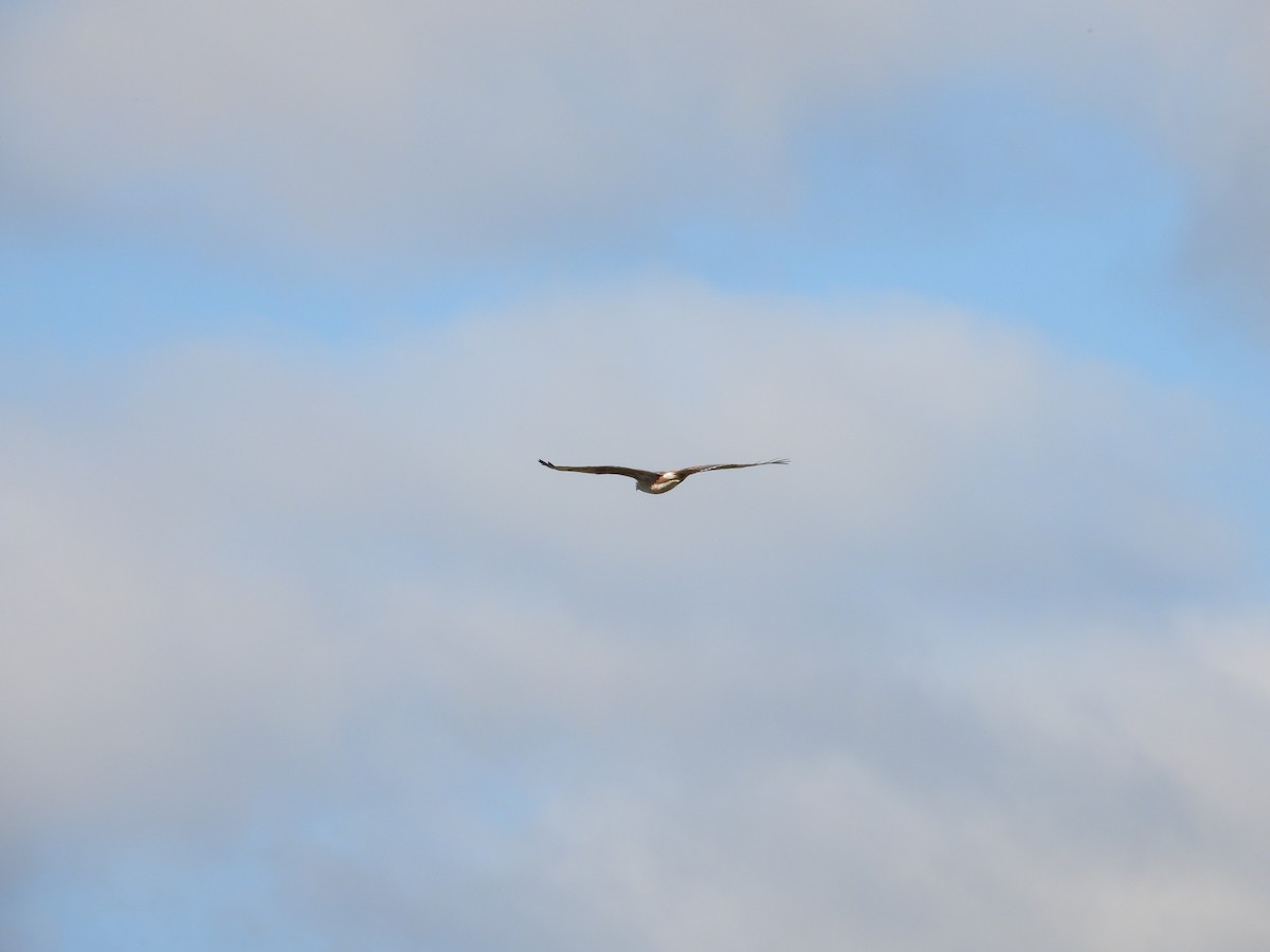 Ferruginous Hawk - ML645689651