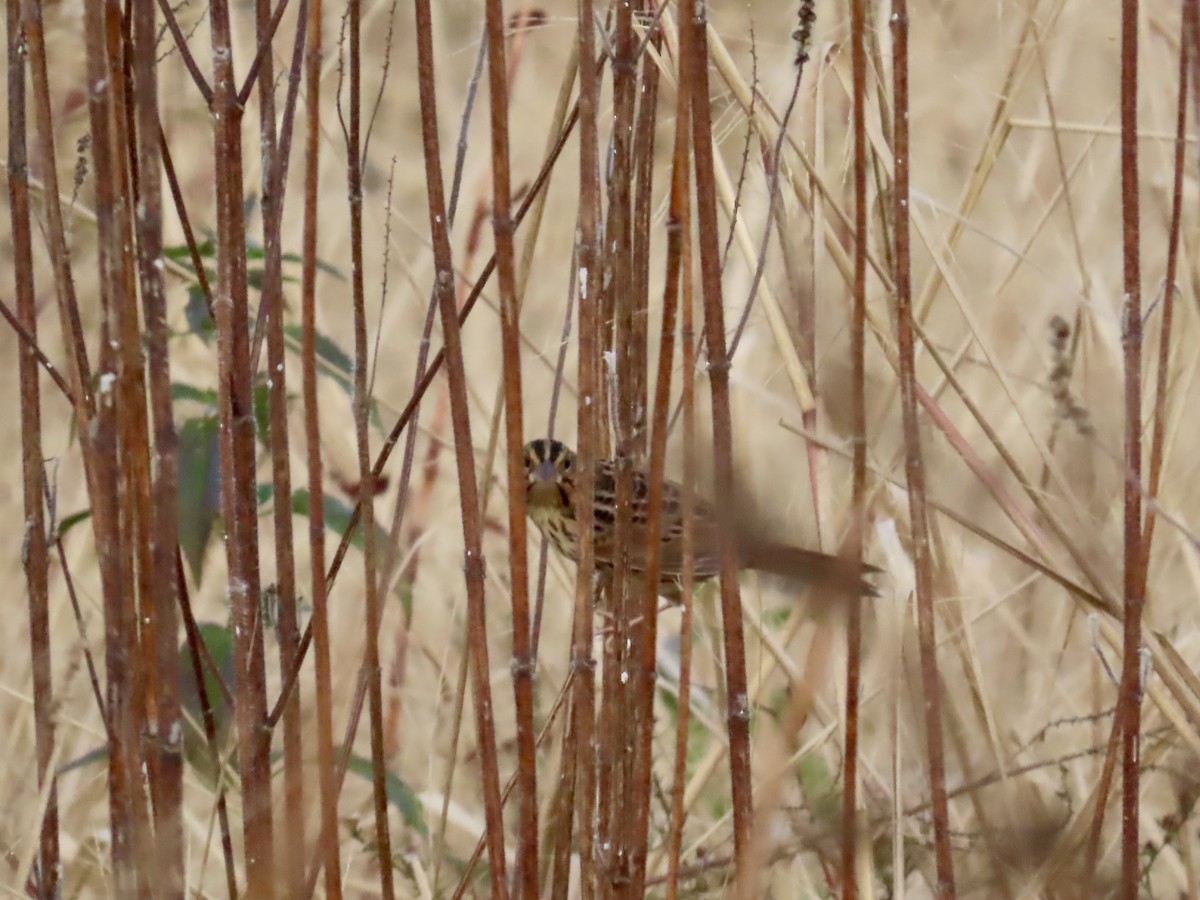 ヘンスローヒメドリ - ML645689653