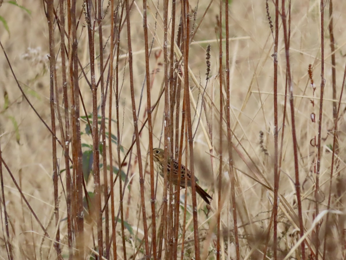 ヘンスローヒメドリ - ML645689654