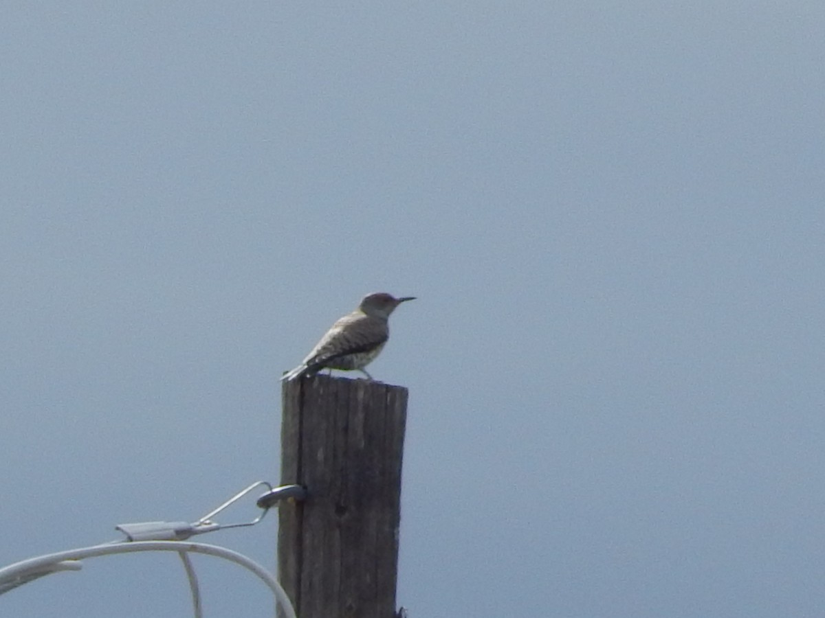 Altın Ağaçkakan (luteus x cafer) - ML645689660