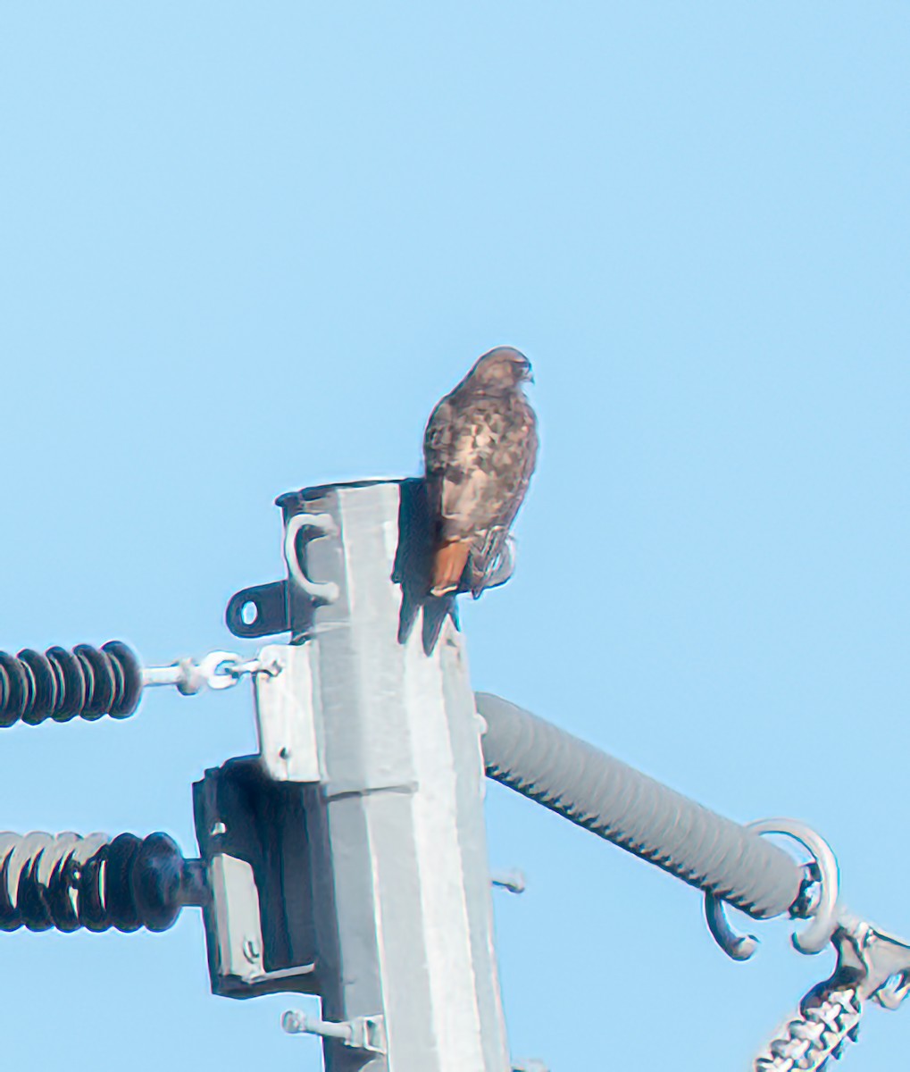 Red-tailed Hawk - ML645689661