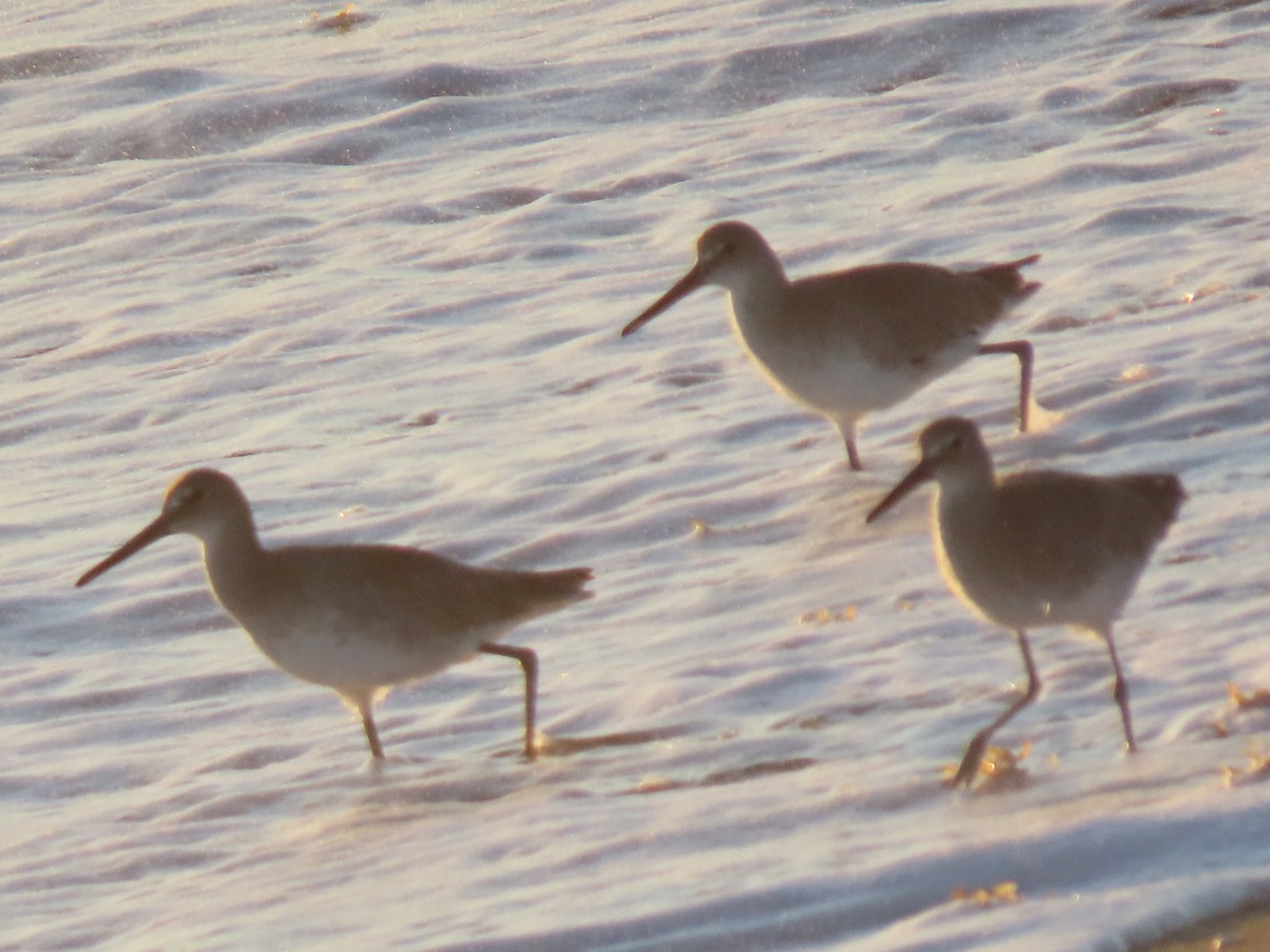 Willet - ML645689670