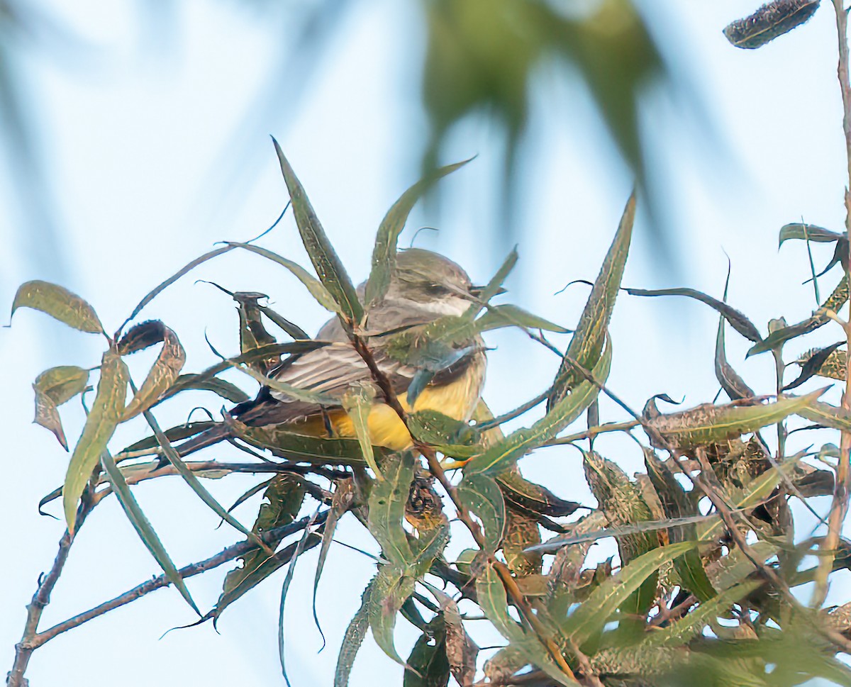 Vermilion Flycatcher - ML645689671