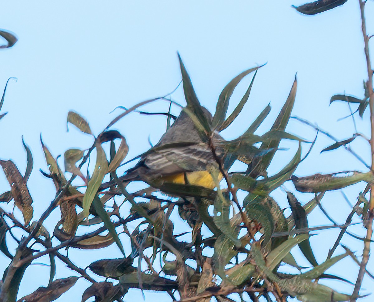Vermilion Flycatcher - ML645689674